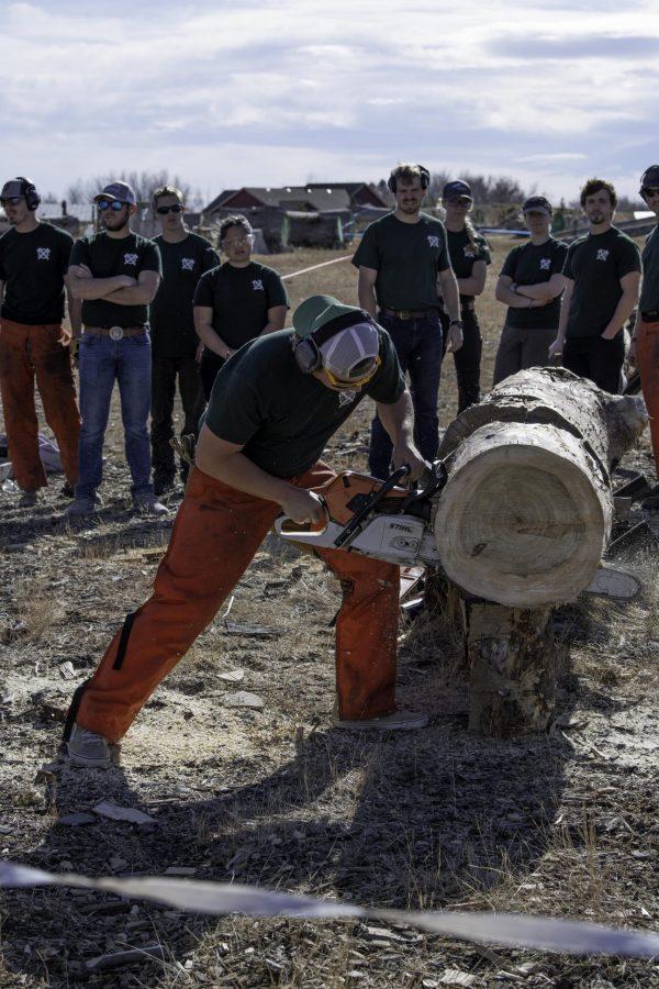 Chris Graham, vice president of the Colorado State University logging sports team saws off a “cookie” during a demonstration and community day Nov. 14. The team is nearly 100 years old winning several awards through their years of competition. (Garrett Mogel | The Collegian)