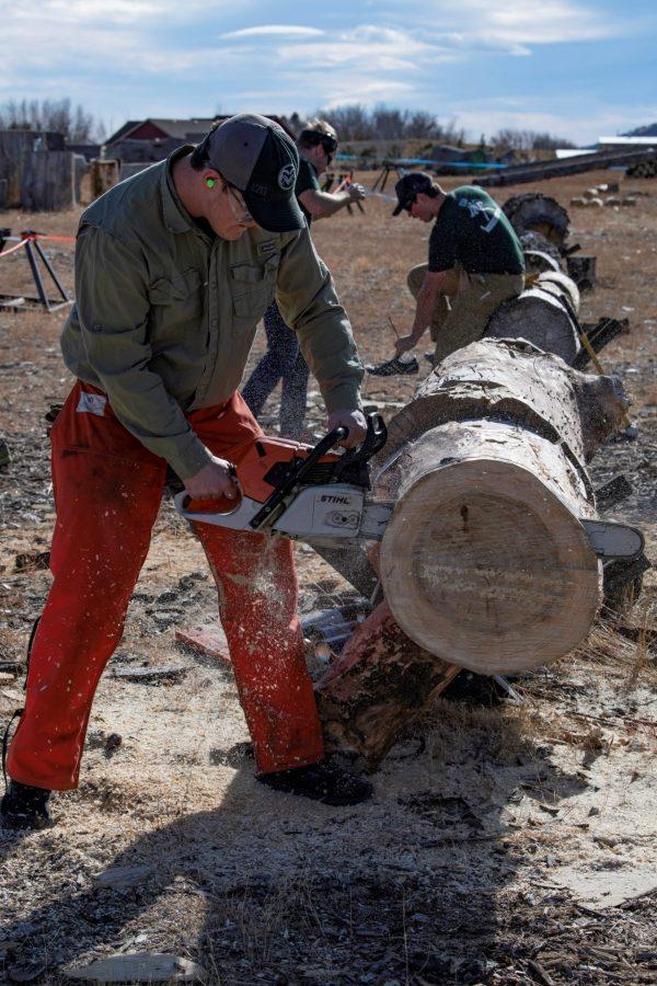 Ethan Pelletier, a member of the Colorado State University logging sports team cuts a “cookie” during a demonstration and community day Nov. 14. The team is nearly 100 years old winning several awards through their years of competition. (Garrett Mogel | The Collegian)