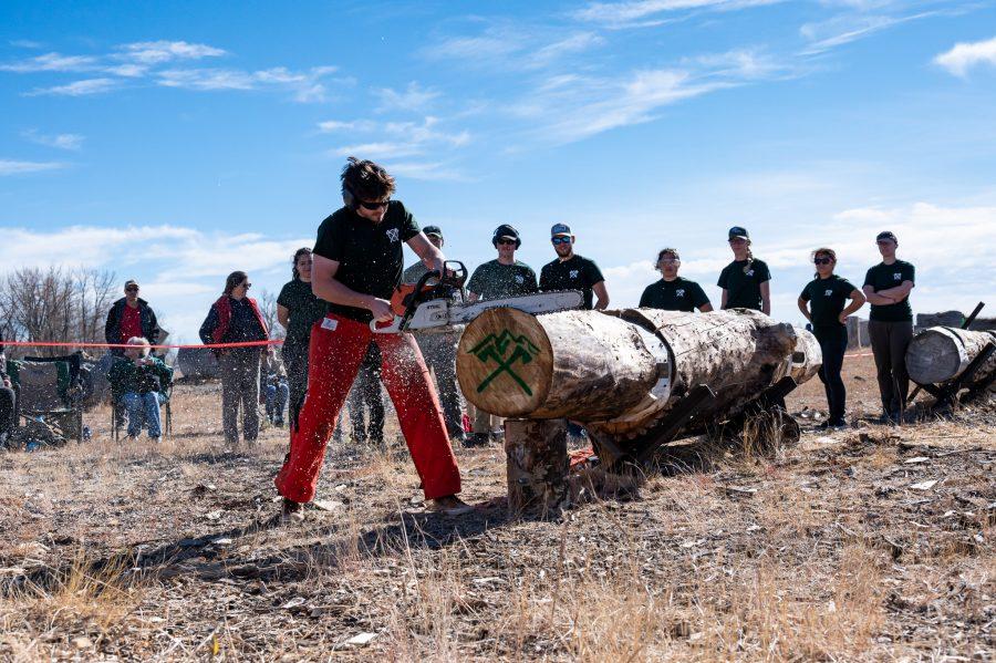 Henry Talor attempts to saw through the log as quickly as he can in the Stock Saw event Nov. 14. (Milo Gladstein | The Collegian)
