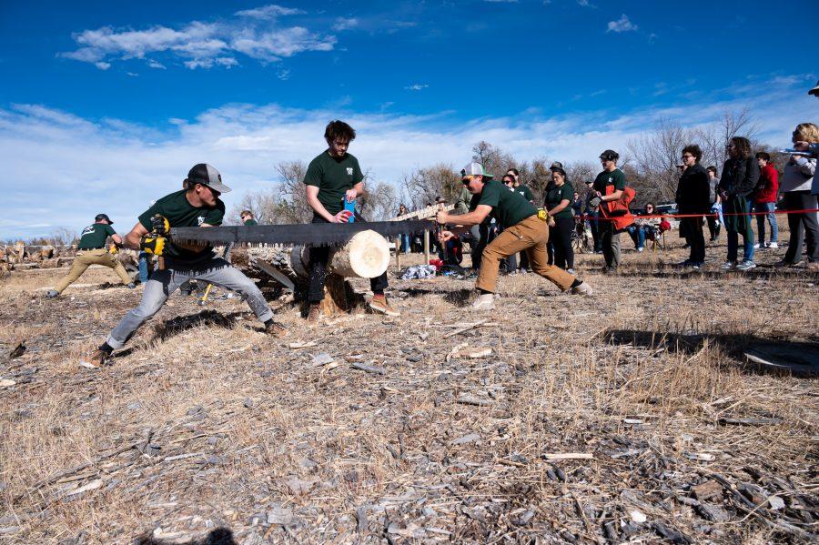 Riley Knap and Chris Graham Vice President of the CSU logging team work as a team in the double buck saw event while Henry Talor is ready with WD-40 Nov. 14. (Milo Gladstein | The Collegian)