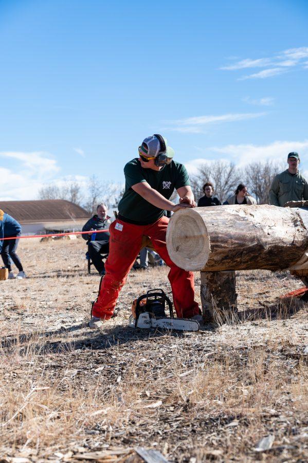 Chris Graham, Vice President of the CSU Logging Team waits for the timer to start before cutting through a log Nov. 14. Graham stated, “This is my third year on the team since I was a freshman.” (Milo Gladstein | The Collegian)