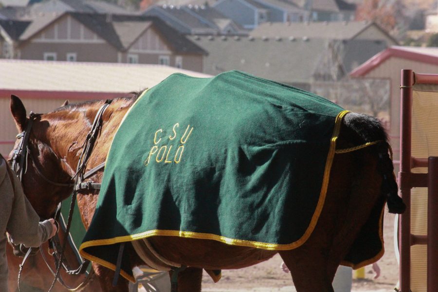 A CSU polo horse being cooled down after the match.