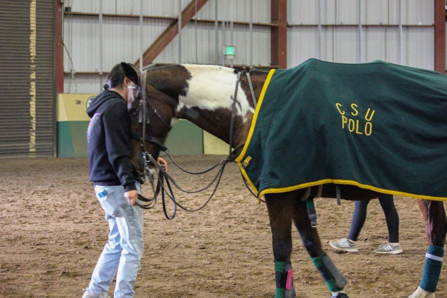 A beginner member of the polo team help takes care of a horse after a chukker