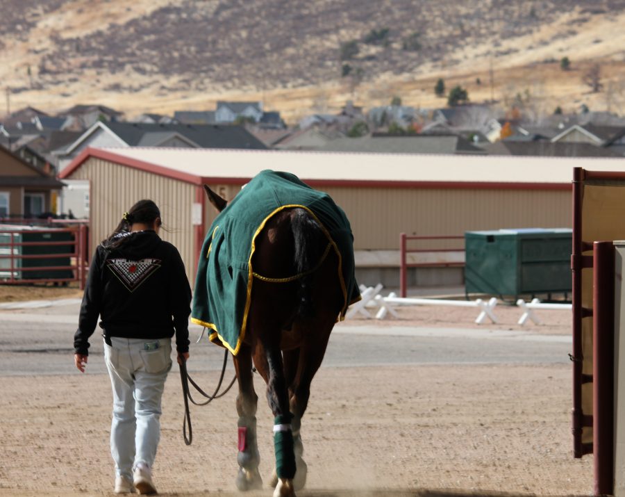 A beginner polo rider takes a horse back to the stables to cool off
