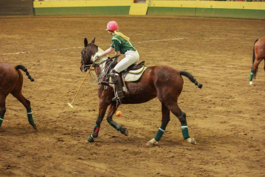Player one warms up her horse and gets him used to the mallet and ball.