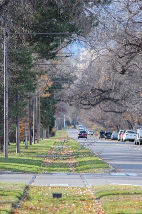A tree branch covers the tracks along with several leaves.