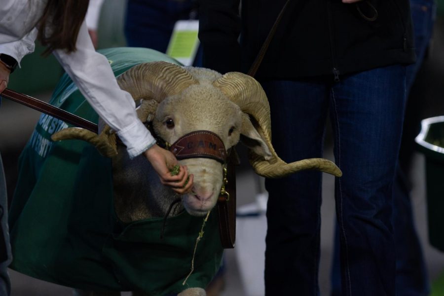 Colorado State mascot CAM the Ram gets fed lettuce at the Colorado State Air Force Academy game Nov. 13.
