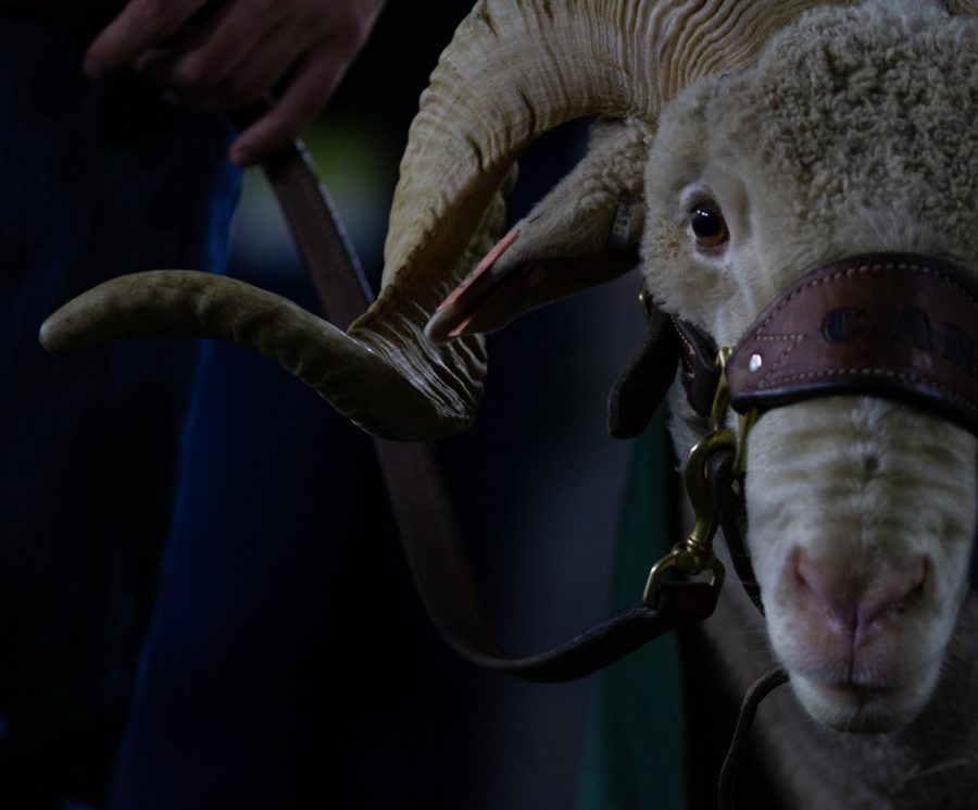 CAM the Ram on the sideline of Canvas Stadium Nov 13.