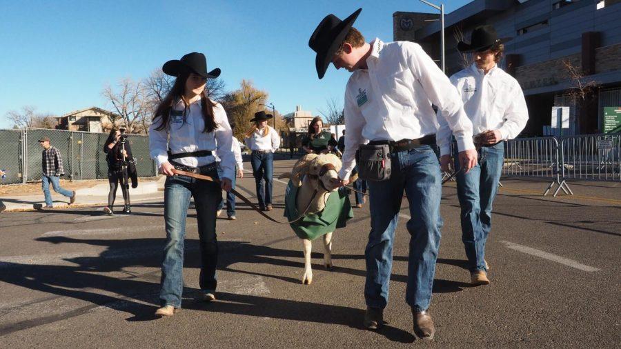 Colorado State mascot CAM the Ram walks down Pitkin St. with handlers Jack Powell, Walter Jordan, and Bethany Cominsky prior to the Colorado State football game vs. Air Force Nov. 13.