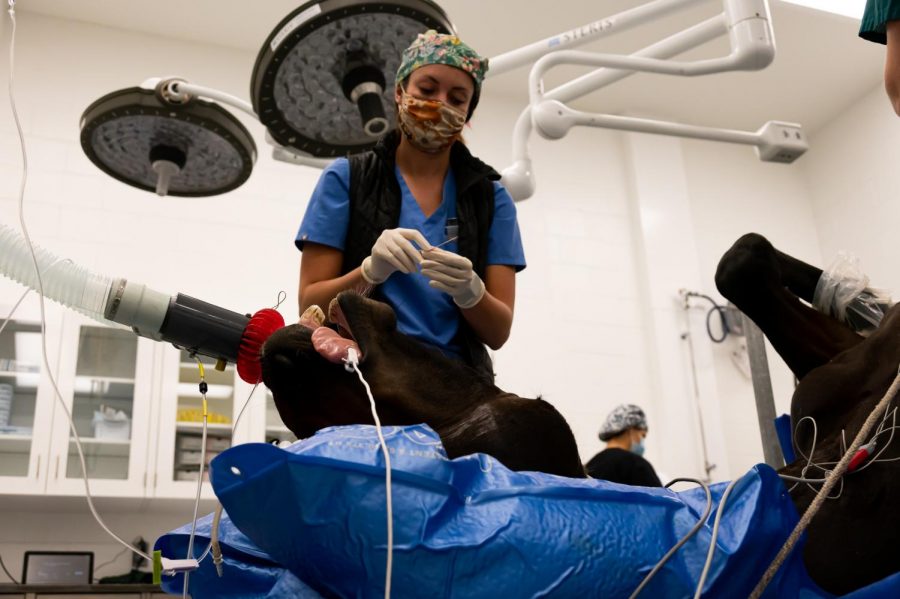 Bailey Harmon, 4th-year vet student at Colorado State University helps prepare Carmen for surgery at The Johnson Family Equine Hospital to let out fluid build-up caused by a tendon tear