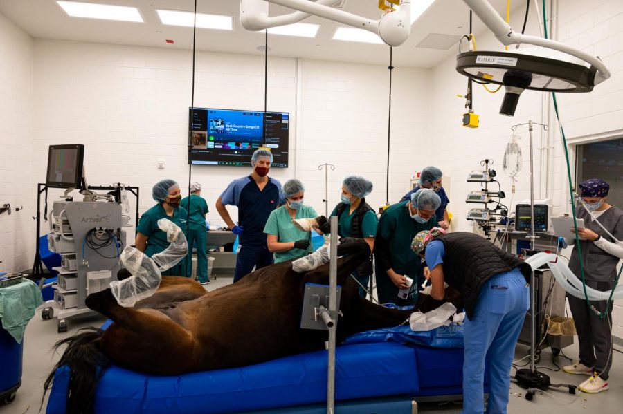 The surgical team, led by Dr. Laurie Goodrich, prepares Carmen for surgery at The Johnson Family Equine Hospital to let out fluid build-up caused by a tendon tea