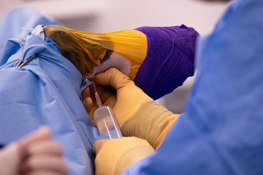 Surgeons and students inject Carmen to prepare for surgery at The Johnson Family Equine Hospital to let out fluid build-up caused by a tendon tear