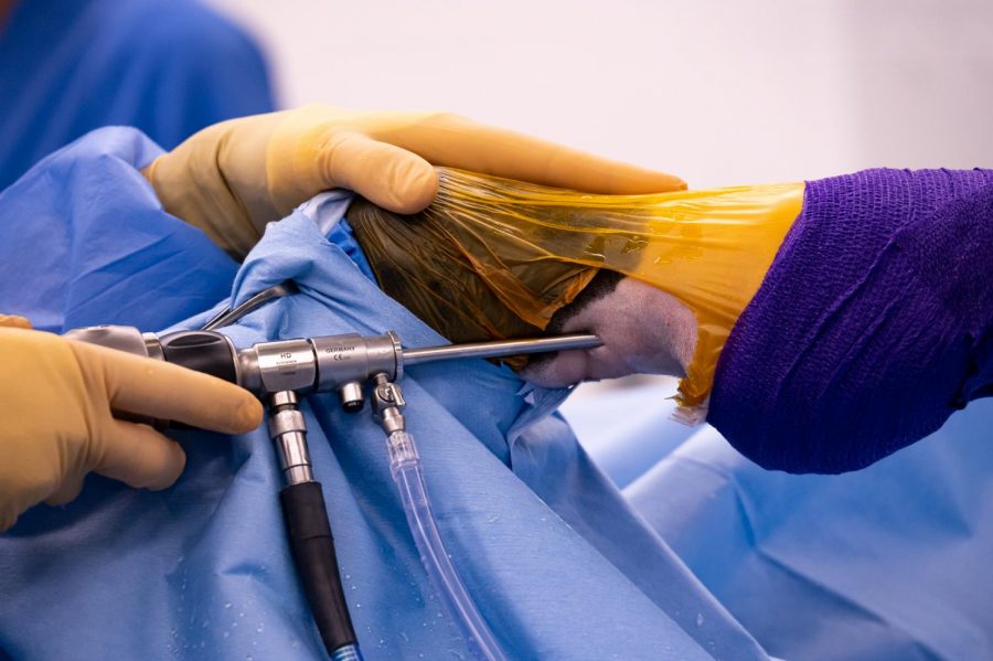 Surgeons and Students use the video camera and various tools during surgery at The Johnson Family Equine Hospital to let out fluid build-up caused by a tendon tear