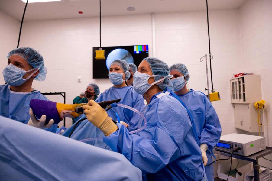 Surgeons, students and professors perform surgery on Carmen at The Johnson Family Equine Hospital to let out fluid build-up caused by a tendon tear