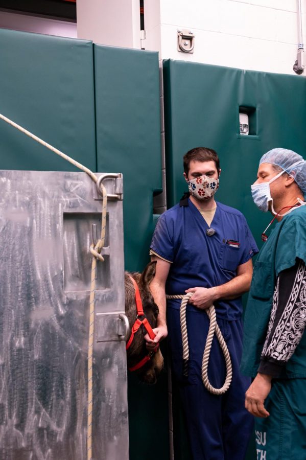 Kevin Brewer and Dr. Pedro Boscan prepares Finn for Anesthesia before surgery at The Johnson Family Equine Hospital