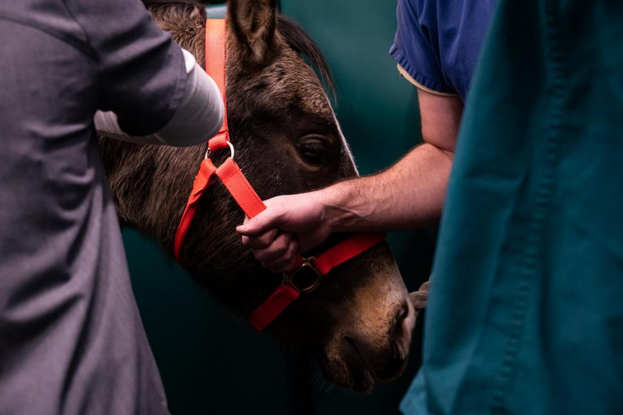 Finn gets ready for anethstesia at The Johnson Family Equine Hospital