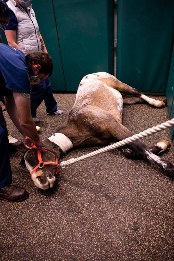 Kevin Brewer helps Finn down to the ground after giving him anesthesia before surgery at The Johnson Family Equine Hospital
