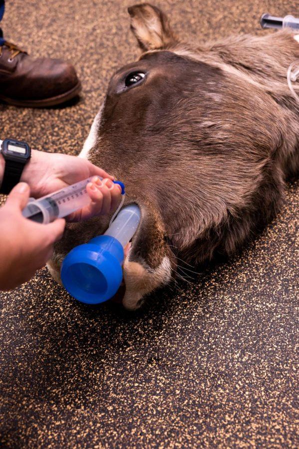 Finn is prepared for surgery at the Johnson Family Equine Hospital