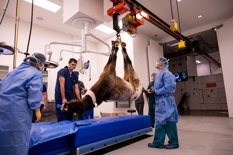 Surgeons, anesthesiologists and students crane Finn into the operating room at The Johnson Family Equine Hospital for surgery