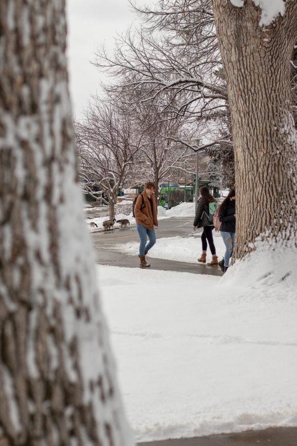 Students walking on the sidewalk on Colorado State University campus on Jan. 25.