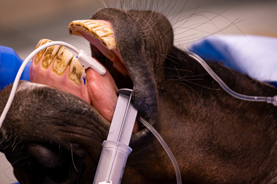 Carmen with multiple tubes and sensors attached to her tongue during surgery at the Johnson Family Equine Hospital