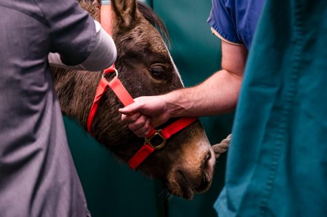 Finn gets ready for anethstesia at The Johnson Family Equine Hospital Dec. 11.