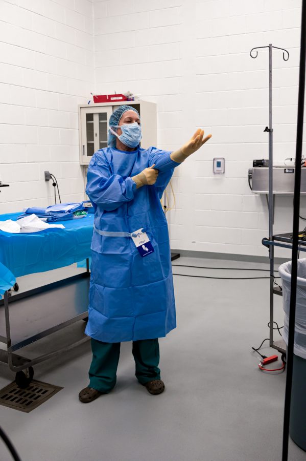 Dr. Laurie Goodrich prepares for surgery at the Johnson Family Equine Hospital to let out fluid buildup caused by a tendon tear.