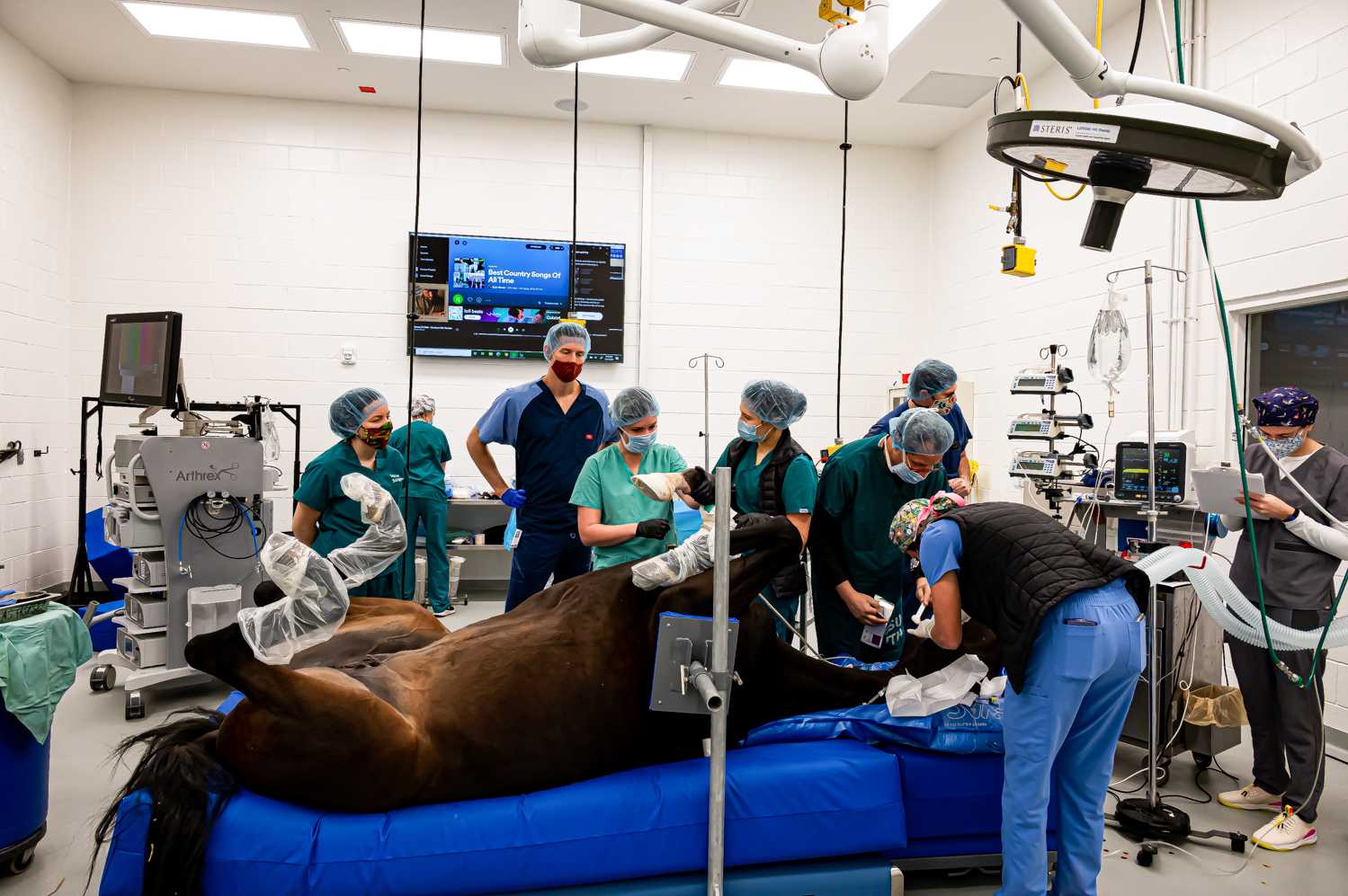 The surgical team prepares Carmen for surgery at the Johnson Family Equine Hospital