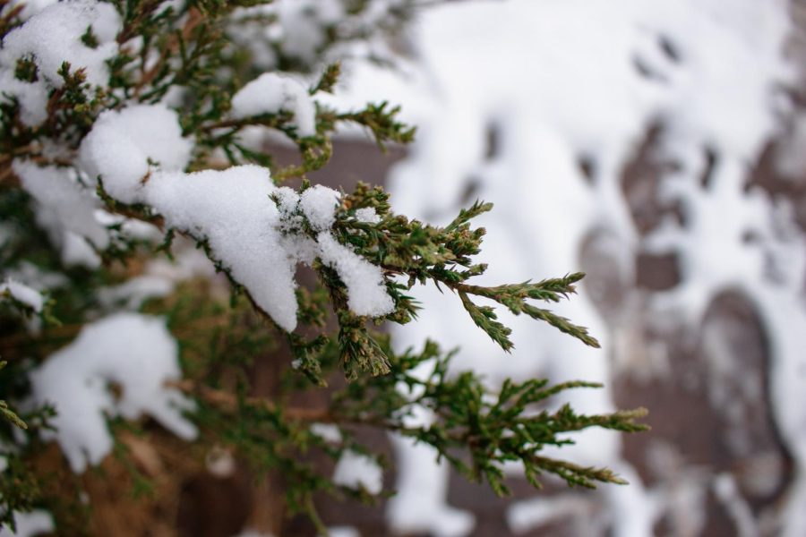 Fresh snow covers a bush outside the Morgan Library Jan. 25 (Lee Medley | The Collegian)