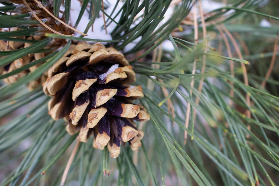 Snow resting on a pinecone outside the Morgan Library Jan. 25 (Lee Medley | The Collegian)