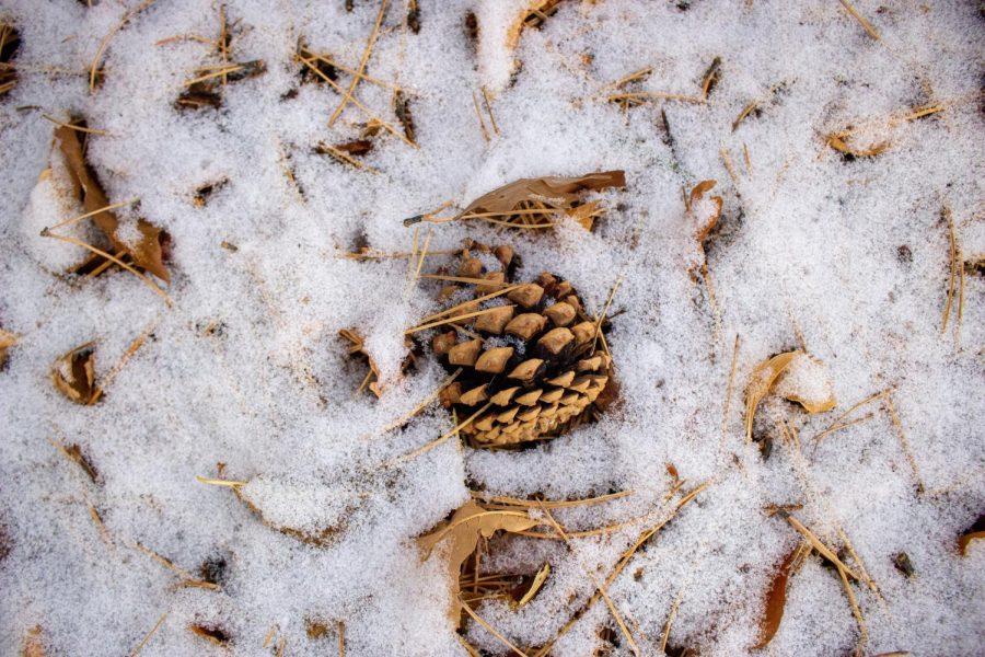 A pinecone after falling in the snow outside of the Morgan Library Jan. 25 (Lee Medley | The Collegian)