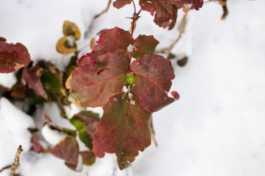 Leaf hanging over the snow in CSUs Plaza Jan. 25 (Lee Medley | The Collegian)