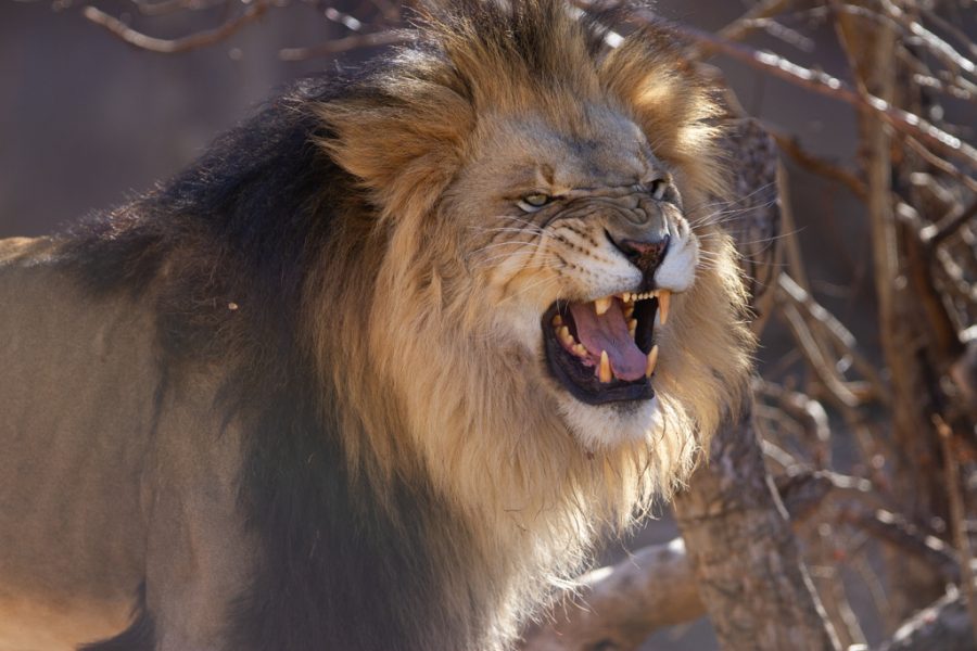 A lion holds back a sneeze at the Denver Zoo Nov. 12, 2021