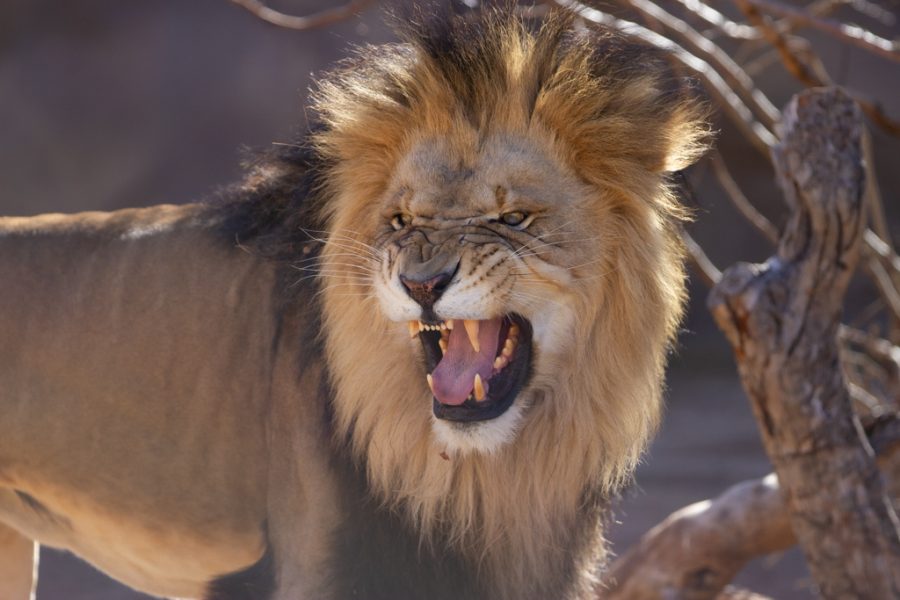 A lion holds back a sneeze at the Denver Zoo Nov. 12, 2021