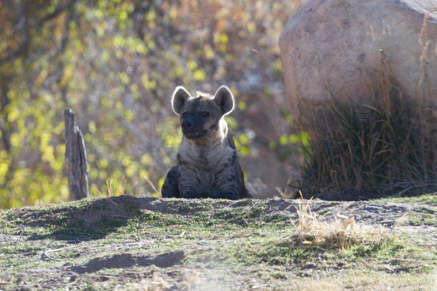Spotted hyena Ngozi sits at the top of a hill in his habitat at the Denver Zoo Nov. 12, 2021.
