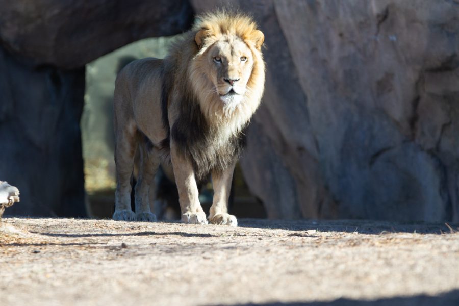 A young male lion stands in his habitat at Benson's Predator Ridge at the Denver Zoo Nov. 12, 2021.