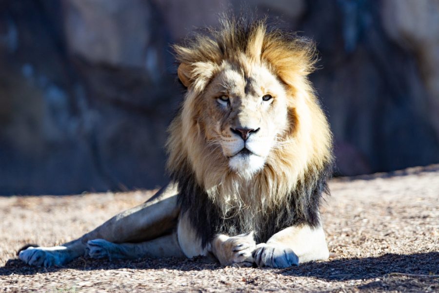 A male lion lays down in the sun at the Denver Zoo Nov. 12, 2021.