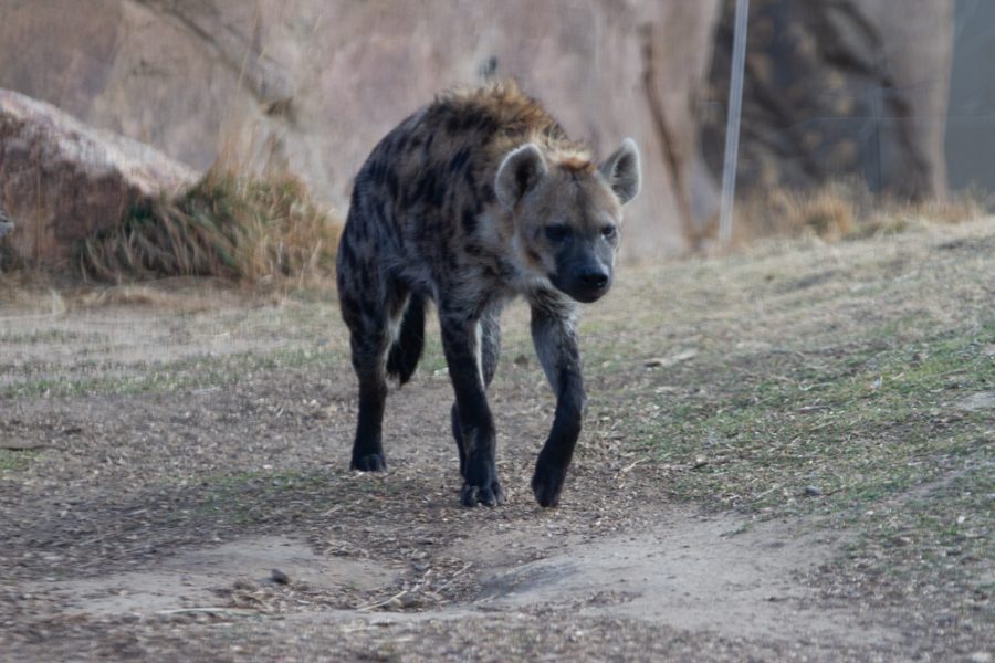 Spotted hyena Ngozi walks in his habitat at the Denver Zoo Nov. 12, 2021.