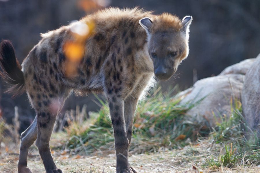 Spotted Hyena Kibo stands at attention in his habitat at the Denver Zoo Nov. 12, 2021