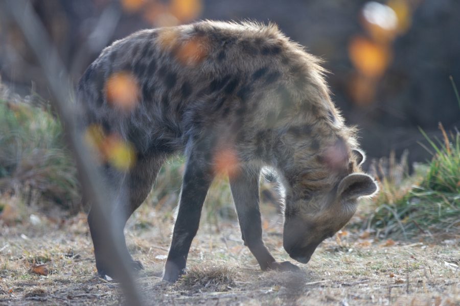 Spotted Hyena Kibo sniffs the ground in his habitat at the Denver Zoo Nov. 12, 2021.