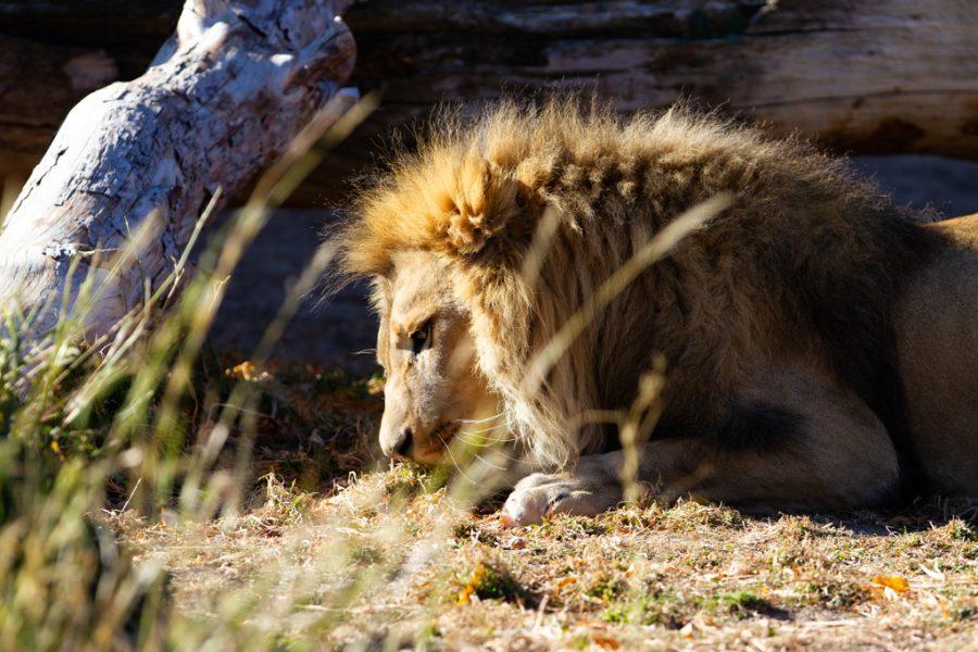 A lion at the Denver Zoo eats a piece of meat Nov. 12, 2021