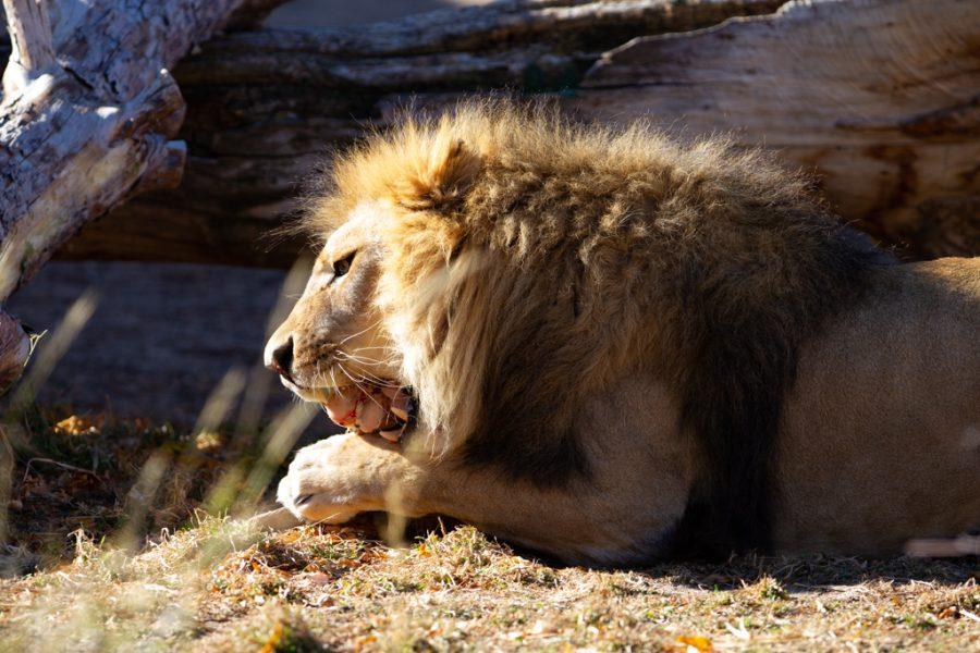 A lion at Denver Zoo eats a piece of meat Nov. 12, 2021