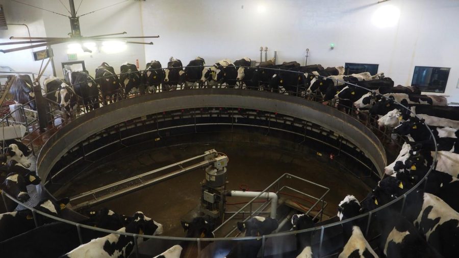 Cows stand in a milking machine