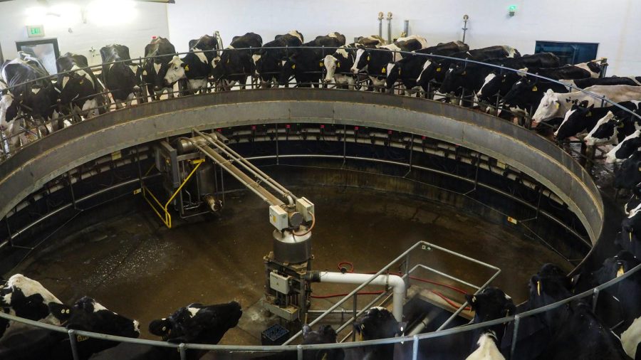 Cows stand in a milking machine