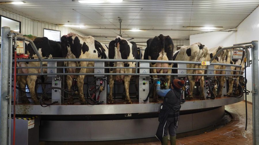 Cows stand in a milking machine as a worker tends to them