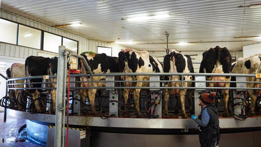 ows stand in a milking machine as a worker tends to them