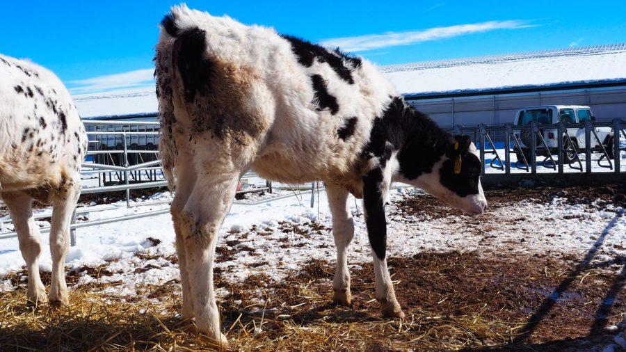 A Holstein cow calf stands
