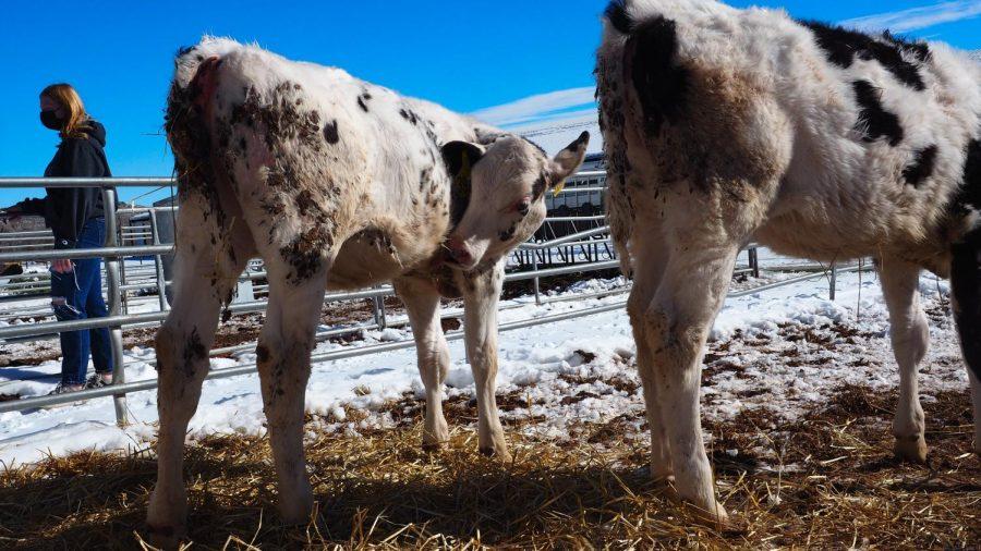 A Holstein cow calf stands