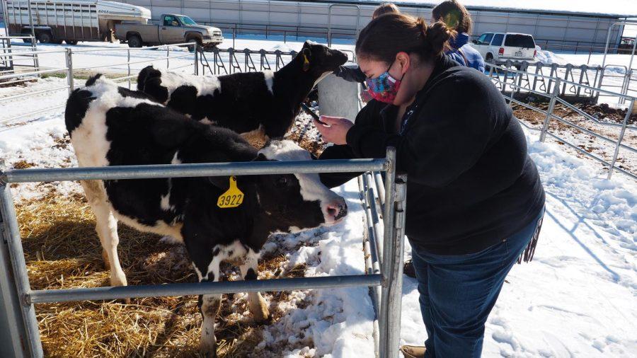 Colorado State university Veterinary student Lidia Baldonado pets a Holstein cattle calf at Morning Fresh Dairy Farms Feb. 4, 2022.