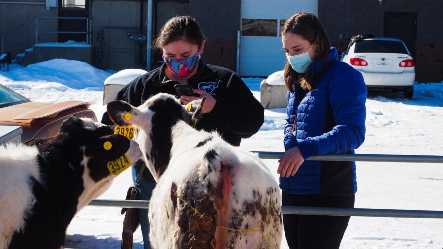 Colorado State University Veterinary Students Lidia Baldonado and Cassidy Stone take a picture of Holstein calfs at Morning Fresh Dairy Farms Feb. 4, 2022